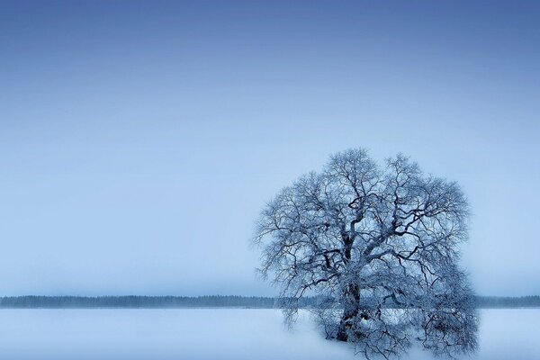 Arbre solitaire en hiver. Champ enneigé