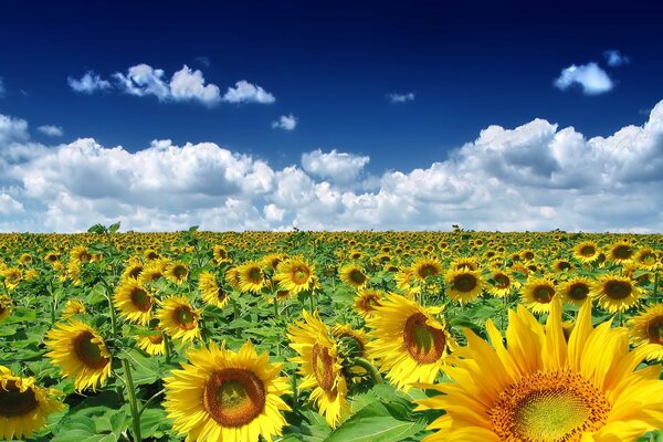 Normale Pore mit Sonnenblumen bei klarem Wetter