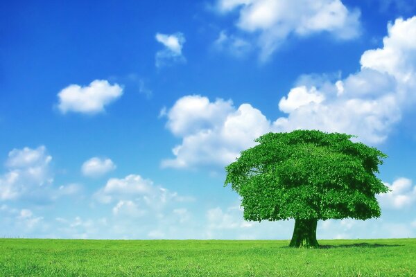 Blue cloudy sky and a lonely tree