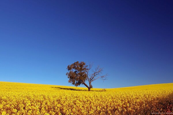 A lonely tree in a yellow field