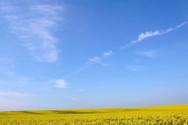 Blue sky with a field of yellow flowers