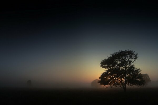 Paysage de nuit avec un arbre solitaire dans le brouillard