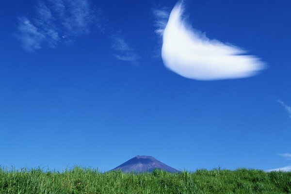 Green grass and clear sky