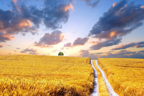 Field and blue sky