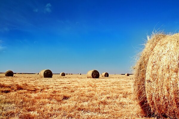 Un campo biselado donde la paja se encuentra en pacas, contra un cielo azul brillante