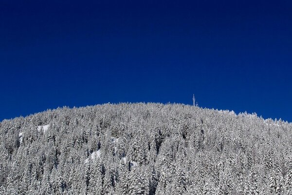 Forêt d hiver, sommets des arbres