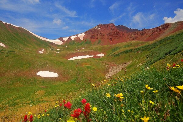 Flores en las montañas en verano . Hierba verde