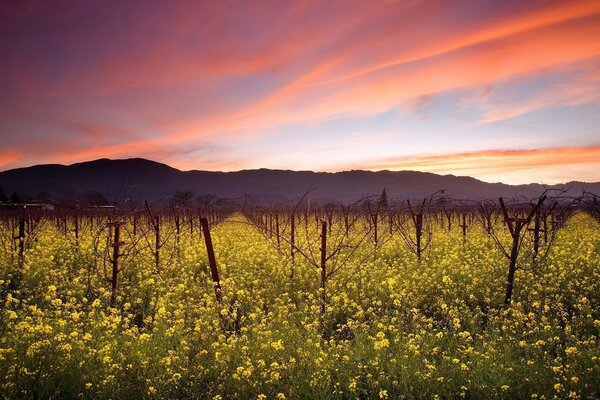 Vinagradnoe field on the background of a beautiful sky