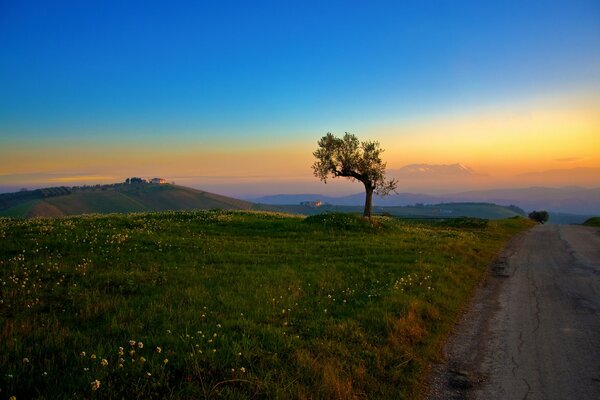 Mañana en la colina. Amanecer junto al árbol