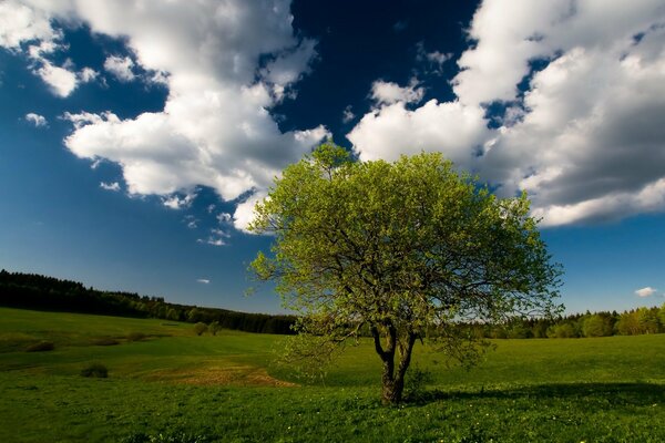 Un árbol verde solitario en un campo