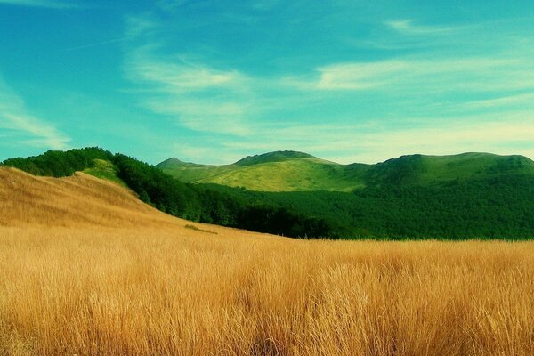 Hermoso contraste de hierba Verde y campo