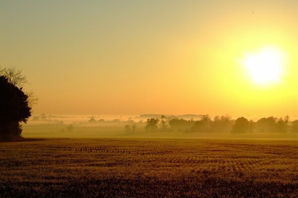 Nebel über einem vergilbten Feld