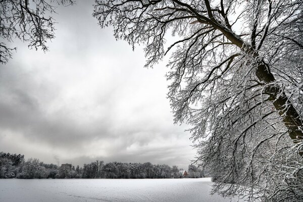 Verschneite Bäume, bewölkter Wintertag