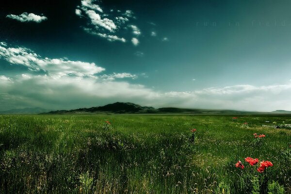 A thick green carpet of grass with red flowers on the background of small hills and clouds