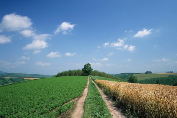 A rural road between two fields with hills in the background and a blue sky with sparse clouds