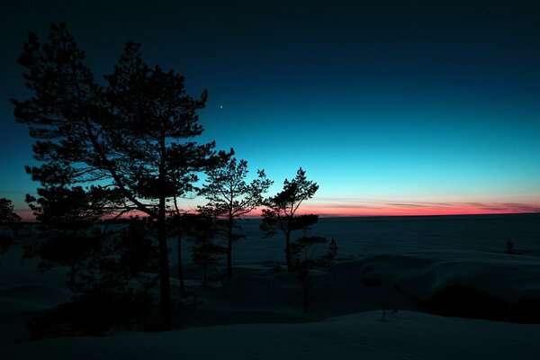 Snowy winter trees at sunset