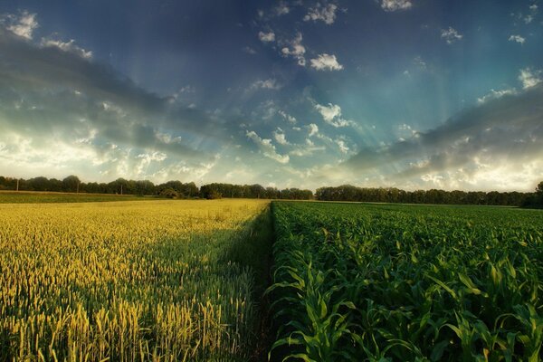 Gray clouds over a cornfield