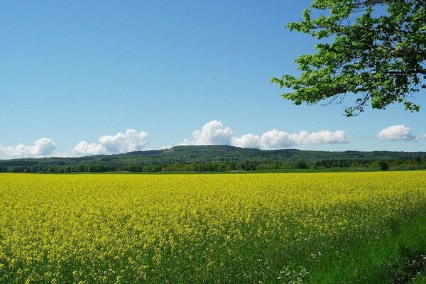 Eine Lichtung mit gelben Blüten. Blauer Himmel