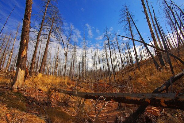 Arbres sans feuilles sur la colline