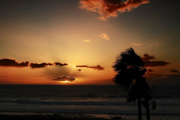 Nubes al atardecer junto al mar con palmeras