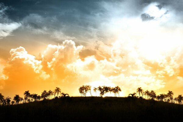 Sunset painting on the background of palm trees