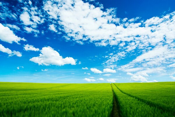 Green grass and blue sky