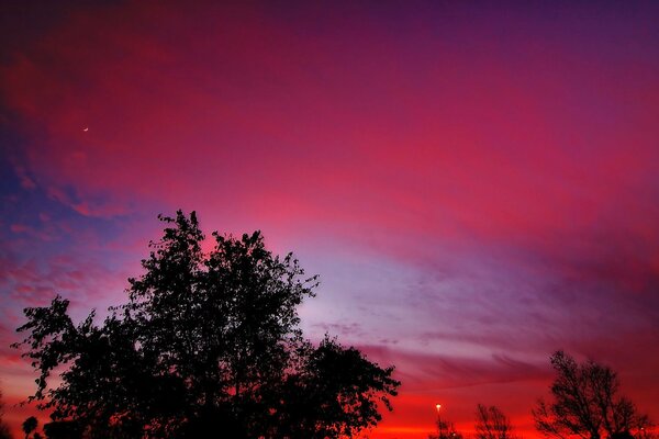 The red glow of the sunset. Black trees