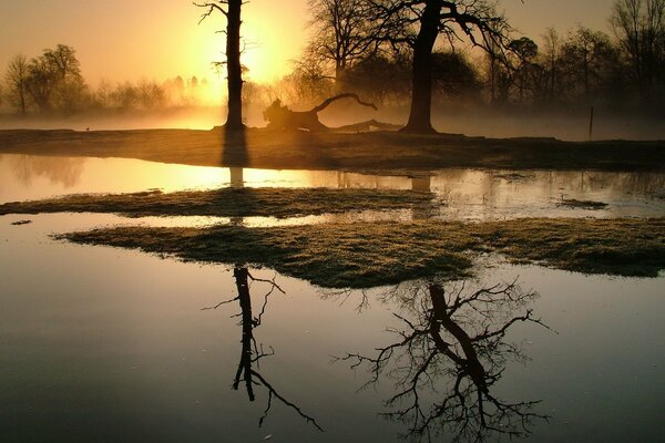 Arbres dans le brouillard de l aube du matin