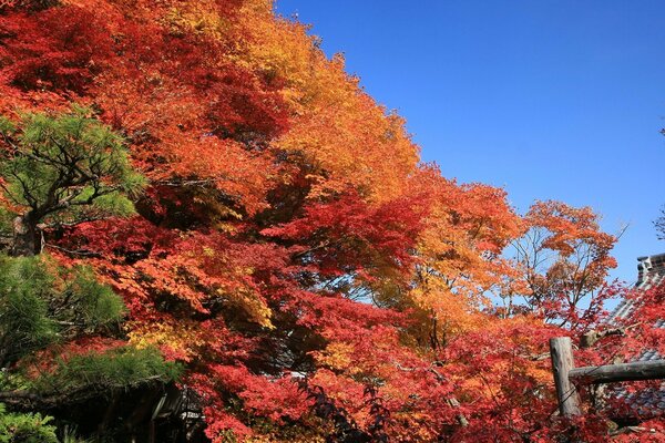 The orange autumn leaves of the trees look spectacular against the blue sky