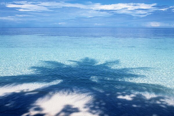 La sombra azul de una palmera en el horizonte del agua