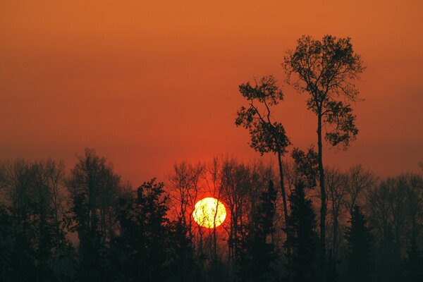 Tramonto luminoso dietro gli alberi assonnati