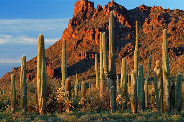 Alamo Canyon cactus en Arizona