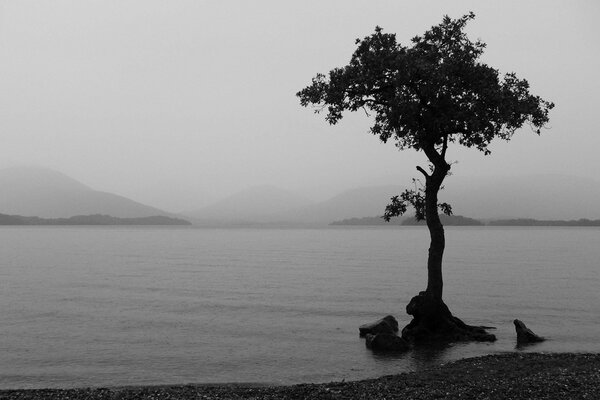 Un árbol solitario en un lago sobre un fondo blanco y negro