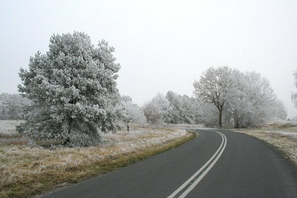 Camino de invierno. Árboles de nieve