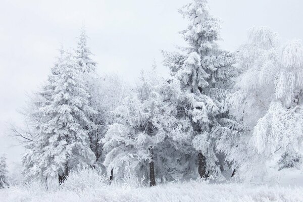 Schneeweiße Bäume im kalten Wald