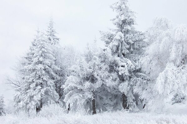 Árboles blancos como la nieve en el bosque frío