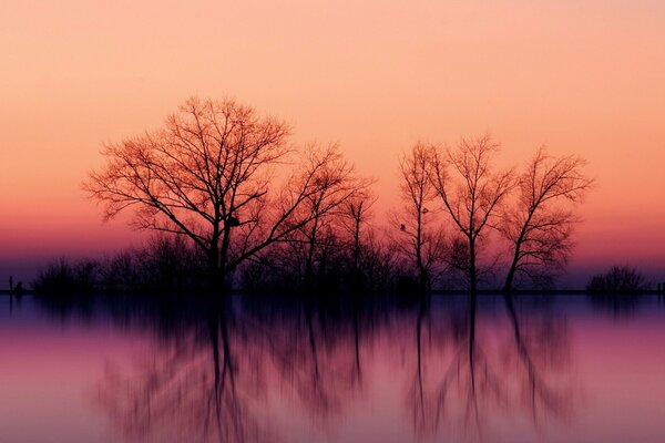 Reflection of trees in the water at sunset