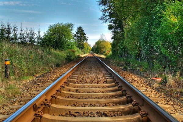 Ferrovia rotaie alberi erba abete