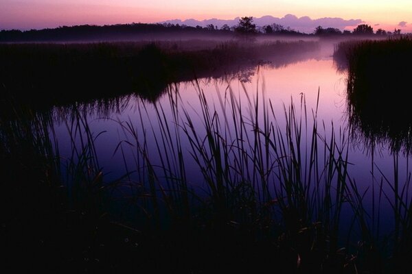 Bellissimo fiume con erba al mattino