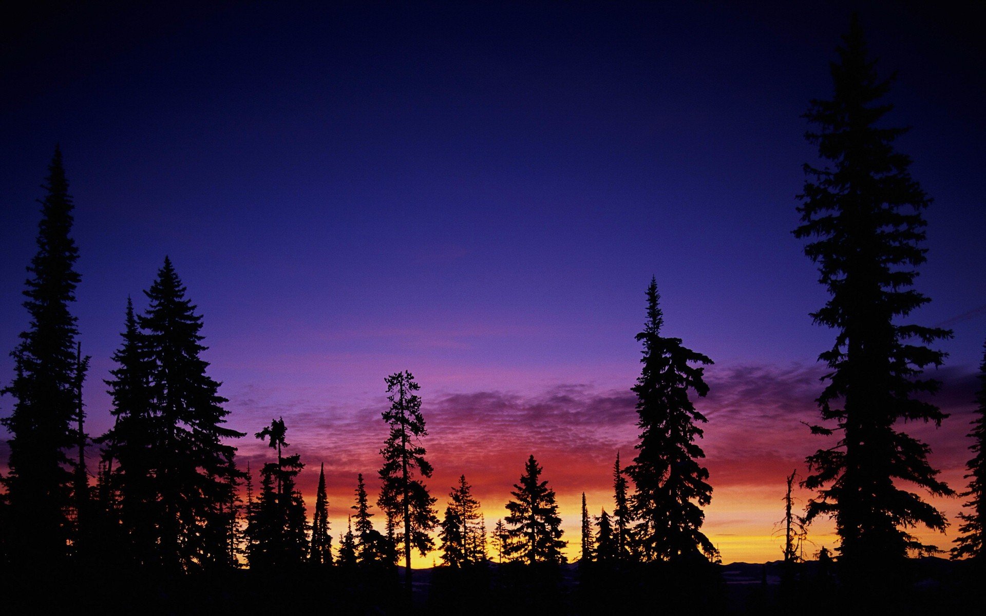 tramonto alberi cielo