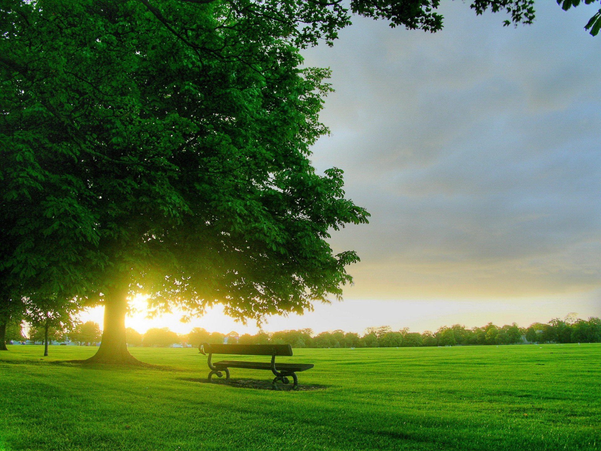 bench tree morning