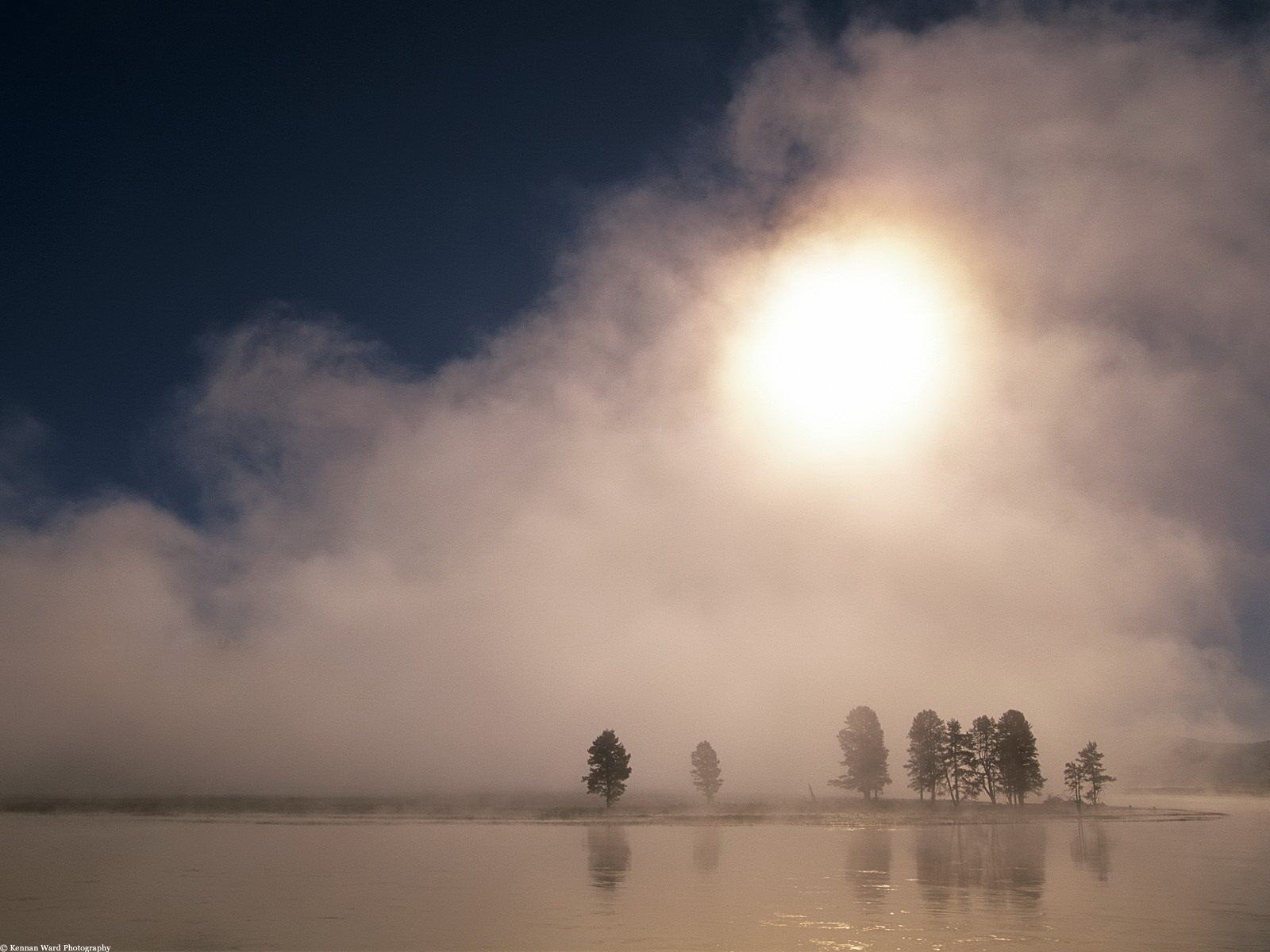 un tree fog