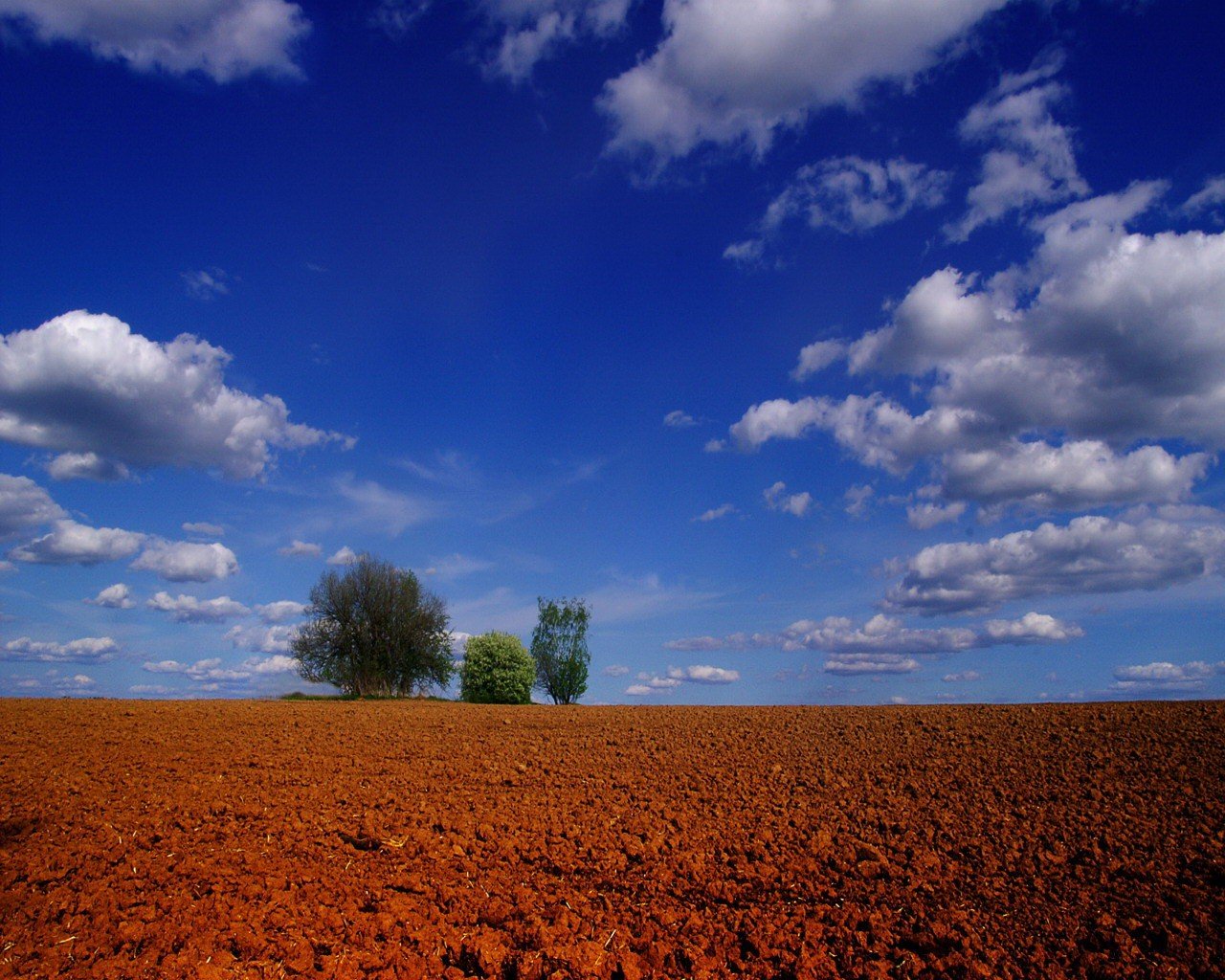 the field clouds tree