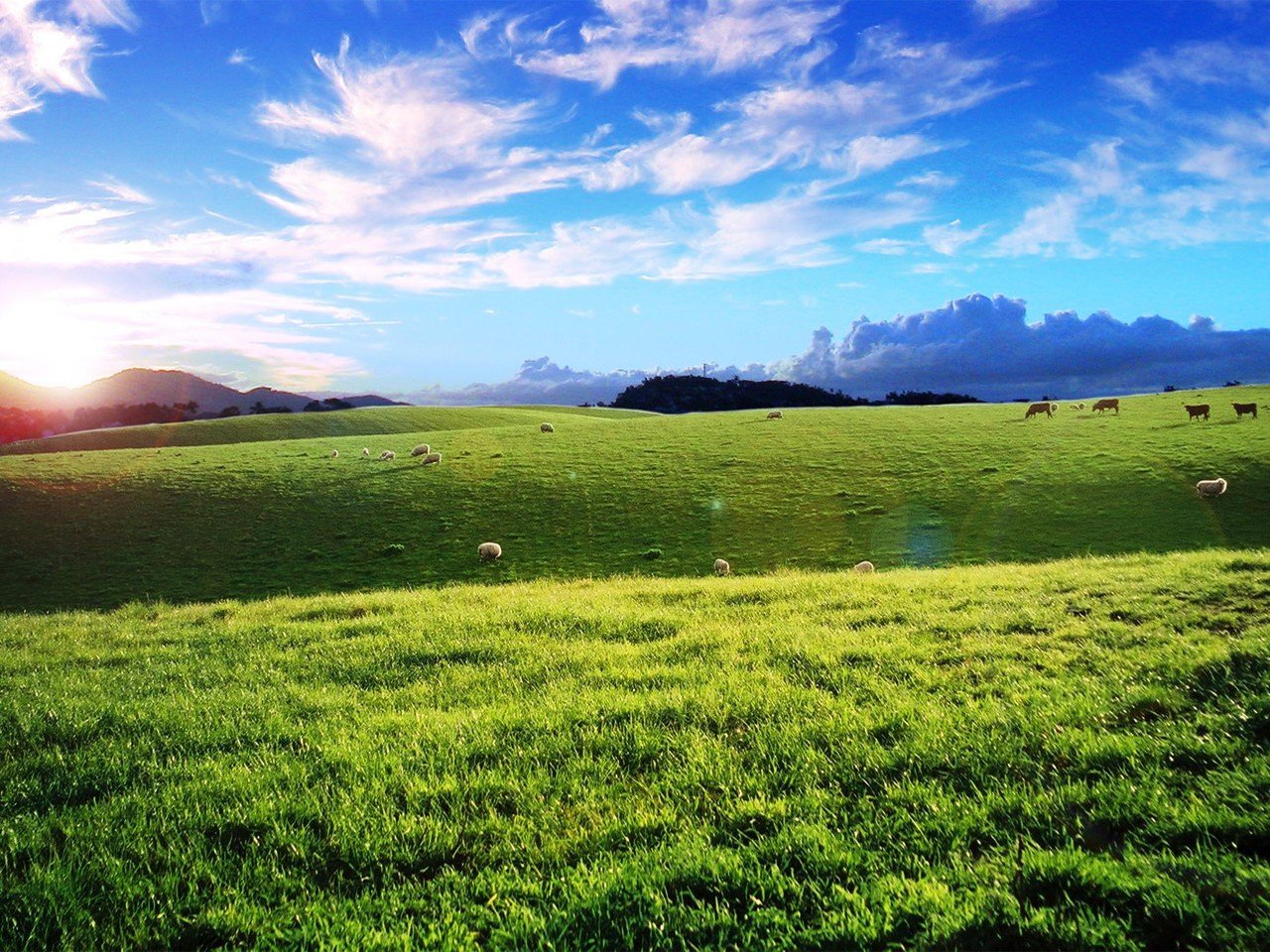 campo nubes ovejas