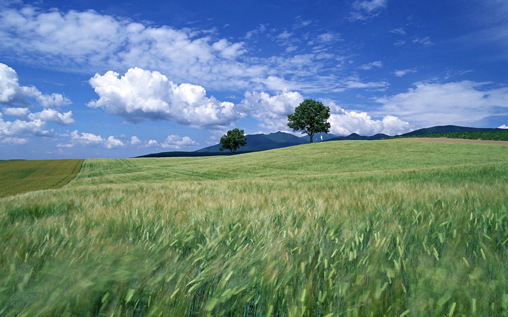 champ arbres nuages