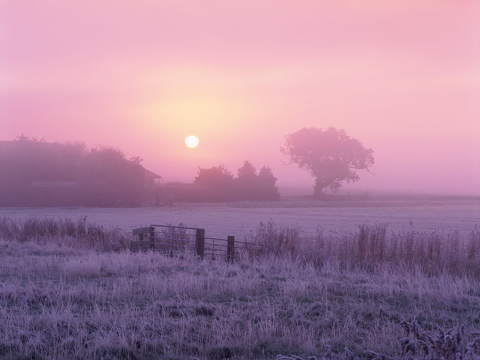 morning sun tree frost fog