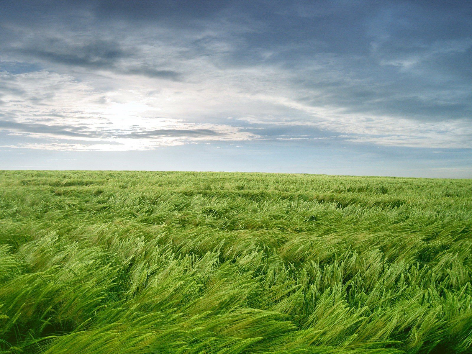 fondo de pantalla hierba vegetación viento