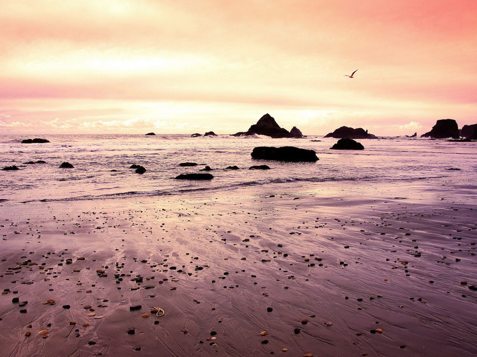 beach seagull waves stone