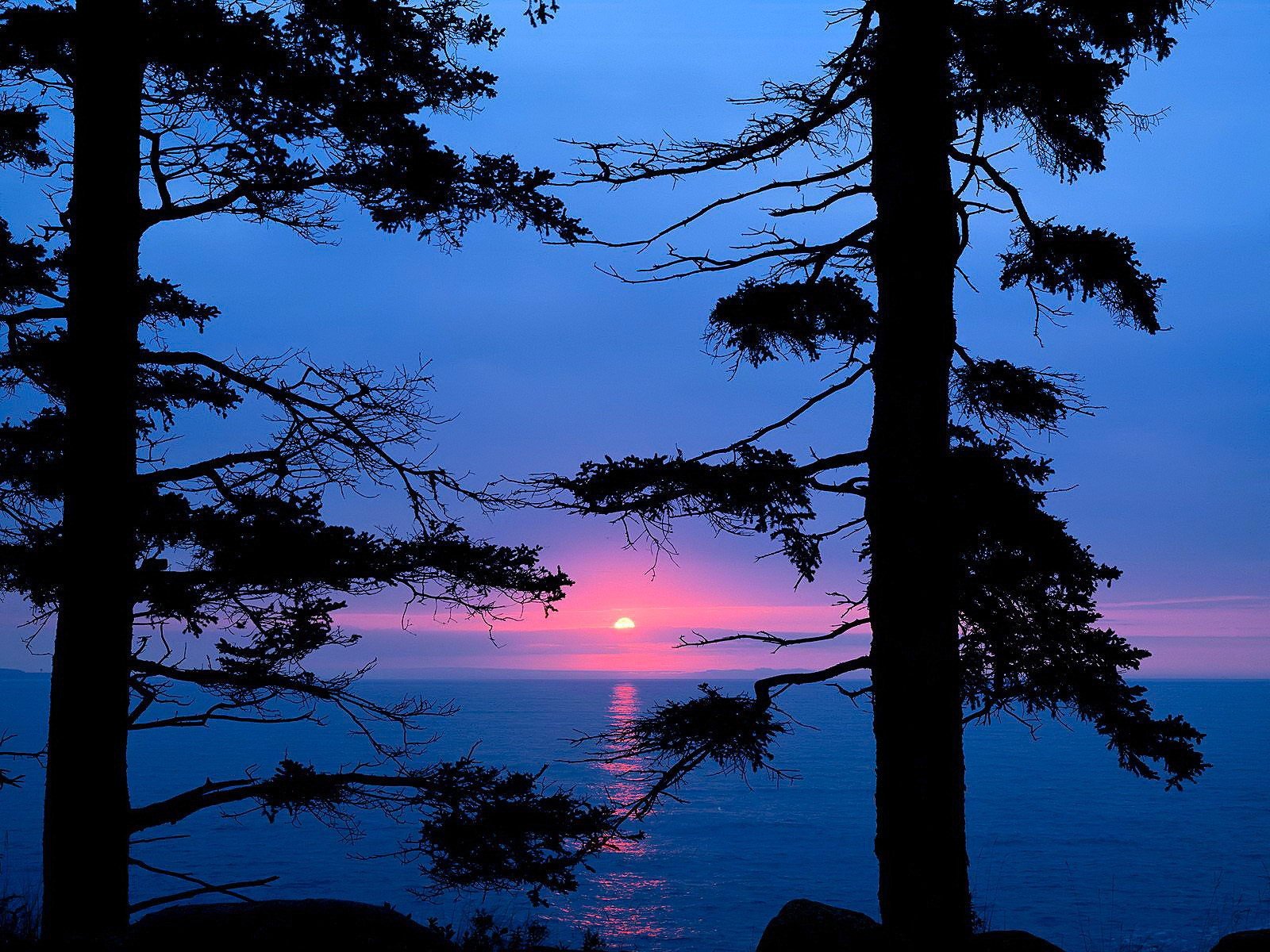 lago tramonto alberi rami