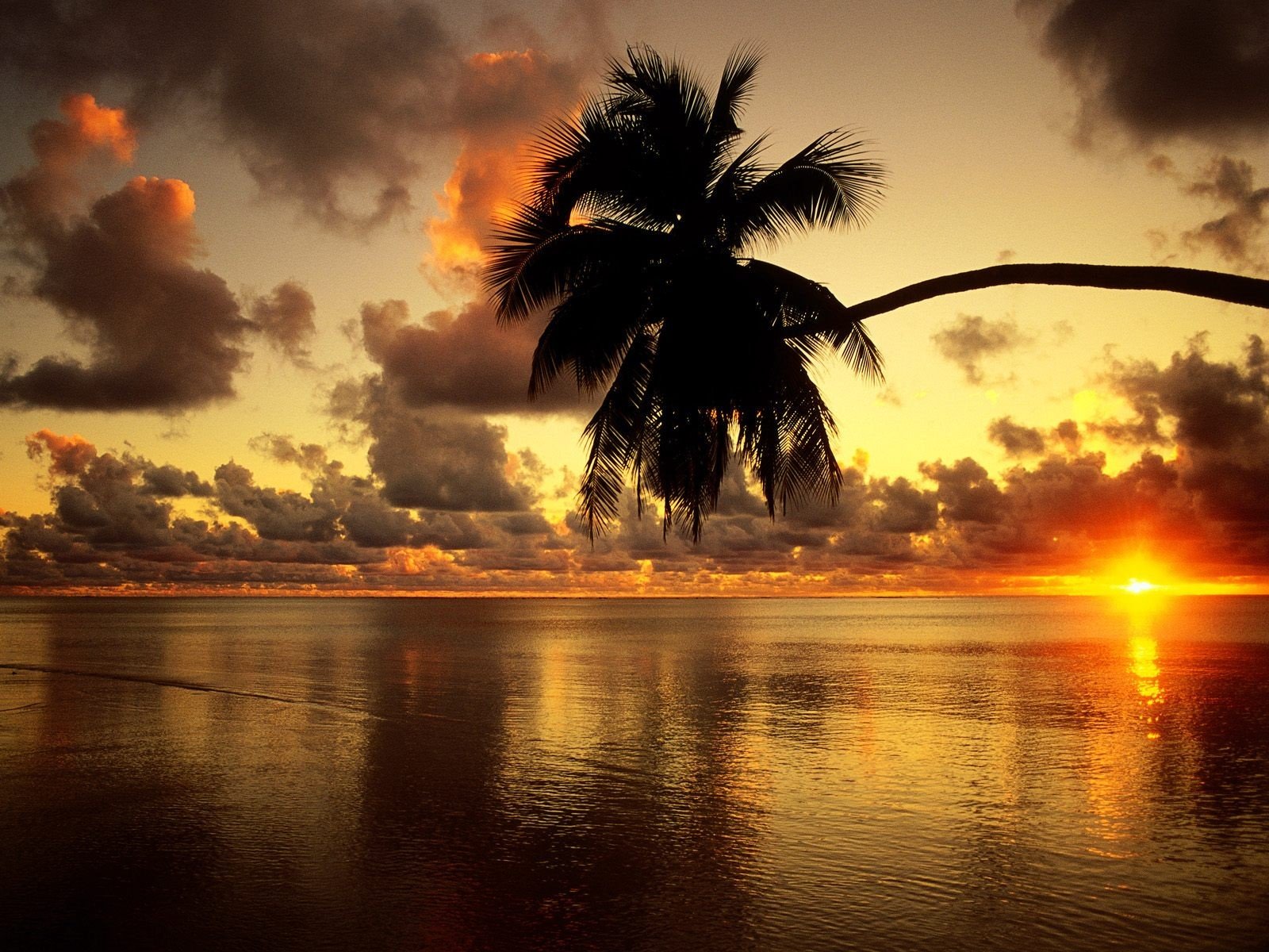 plage coucher de soleil palmier